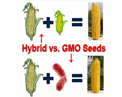 razlikata-mezhdu-direkten-hibriden-GMO-sort.jpg