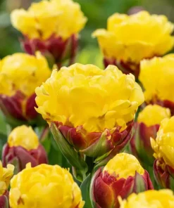 Лале Айс Крийм Банана (Tulip Ice Cream Banana)- Екзотичният сладолед!