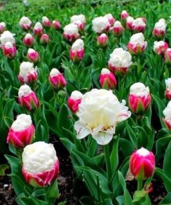 Лале Дабъл Полар (Tulip Double Polar)- Феноменалният 