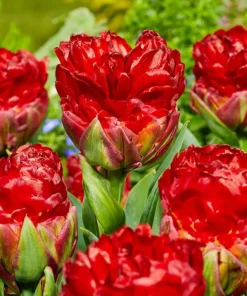 lale-ays-kriym-stroberi-tulip-ice-cream-strawberry--yagodov-sladoled