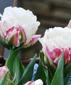 Лале Дабъл Полар (Tulip Double Polar)- Феноменалният 