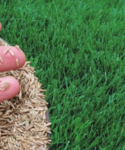 Тревни семена и смески