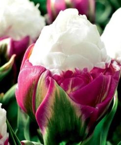 Лале Дабъл Полар (Tulip Double Polar)- Феноменалният "Сладолед"