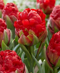 lale-ays-kriym-stroberi-tulip-ice-cream-strawberry--yagodov-sladoled