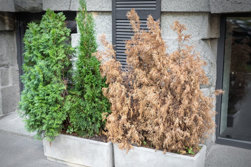 Bright green growing and brown dry dead thujas schrub in big concrete pots at sidewalk against grey building wall on city streets outdoor. Plants disease , care and curing. Harmful animal pest danger