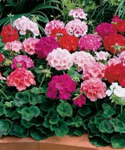 techen-tor-plantella-pelargonii-mushkata-indrisheta-1-l