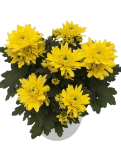 Едроцъфтяща Хризантема Кайман Йелоу (Chrysanthemum grandiflorum Cayman Yellow)