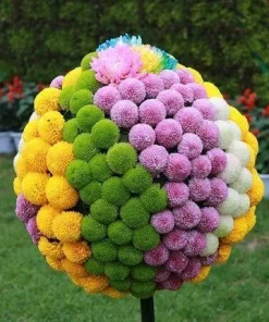 Хризантема Пинг Понг