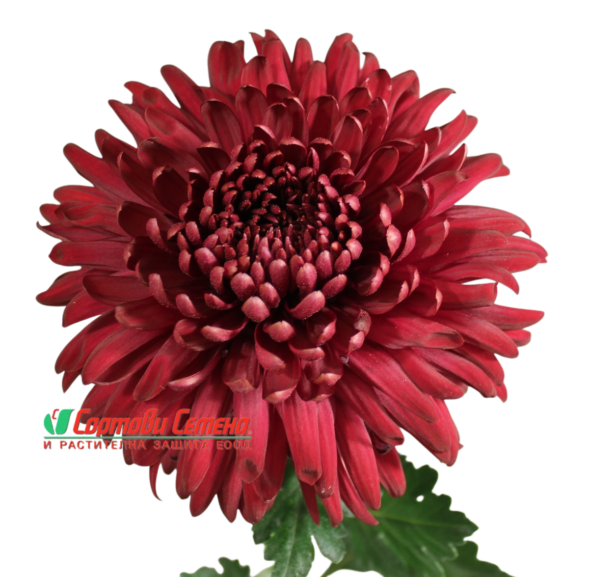 Едроцъфтяща Хризантема Регал Мист Ред (Chrysanthemum grandiflorum Regal Mist Red)