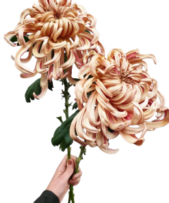 Едроцъфтяща Хризантема Виена Копър (Chrysanthemum grandiflorum Vienna Copper)