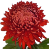 Едроцъфтяща Хризантема Регал Мист Ред (Chrysanthemum grandiflorum Regal Mist Red)