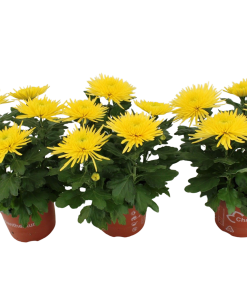 Едроцъфтяща Хризантема Анастасия Съни (Chrysanthemum grandiflorum Anastasia Anastasia Sunny)