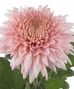 Едроцъфтяща Хризантема Мариел Пинк (Chrysanthemum grandiflorum Marielle Pink)