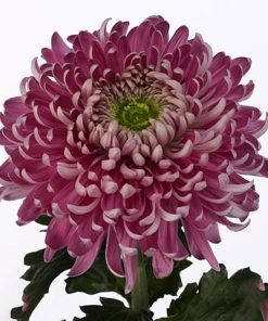 Едроцъфтяща Хризантема Холидей Пърпъл (Chrysanthemum grandiflorum HHoliday Purple)