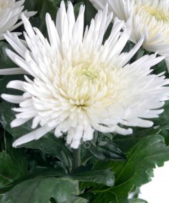 Едроцъфтяща Хризантема Анастасия Уайт (Chrysanthemum grandiflorum Anastasia White)