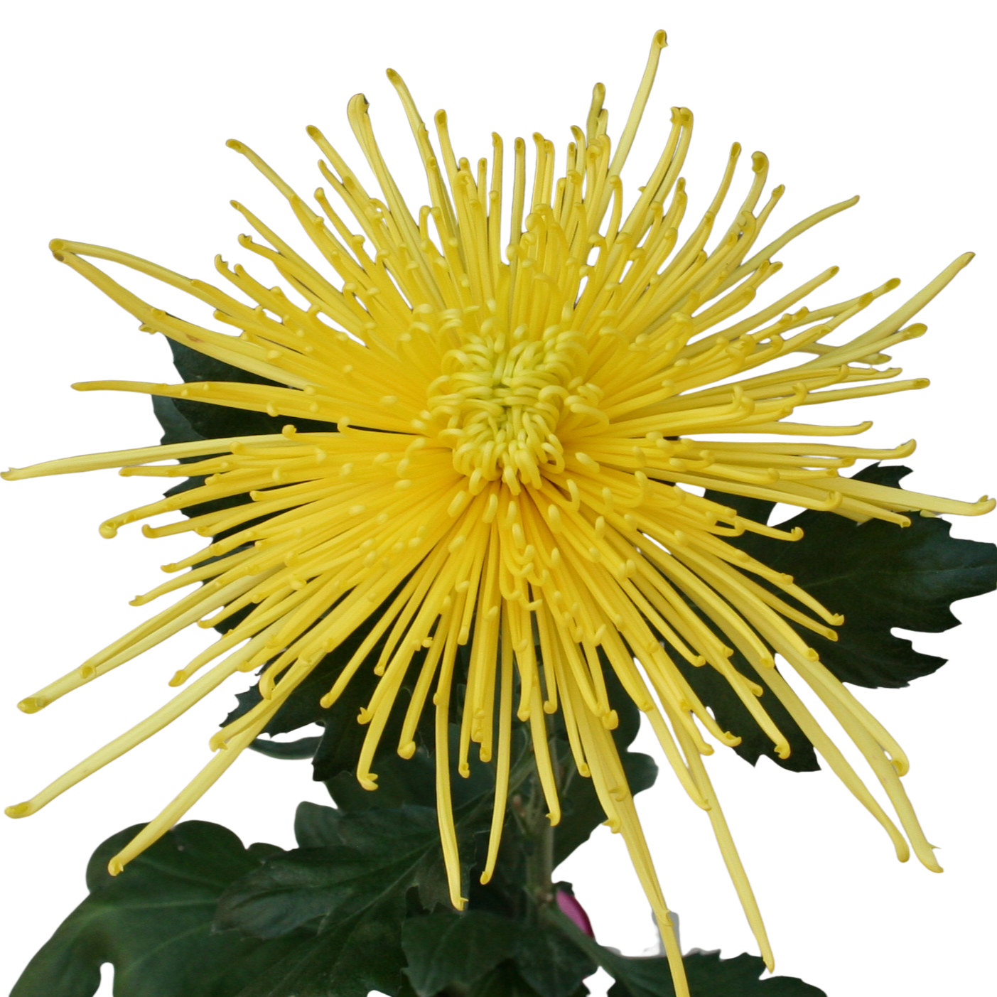 Едроцъфтяща Хризантема Голдън Спайдър (Chrysanthemum grandiflorum Golden Spider)