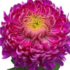 Едроцъфтяща Хризантема Холидей Пърпъл (Chrysanthemum grandiflorum HHoliday Purple)
