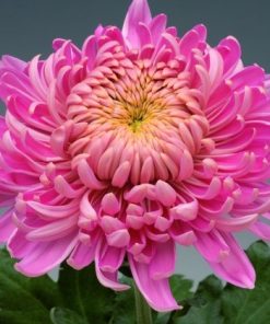 Едроцъфтяща Хризантема Холидей Пинк (Chrysanthemum grandiflorum Holiday Pink)