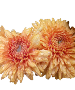 Едроцъфтяща Хризантема Мариел Бронз (Chrysanthemum grandiflorum Marielle Bronze)