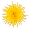 edrocaftyashta-hrizantema-anastasiya-sani-chrysanthemum-grandiflorum-anastasia-anastasia-sunny