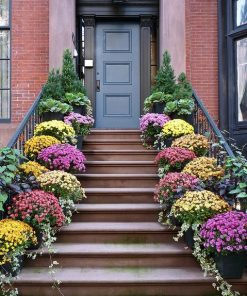 Кълбовидна Хризантема Стависки Розов (Chrysanthemum Quick Staviski Pink)