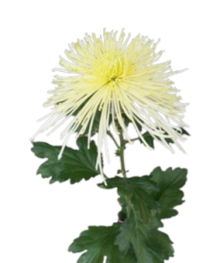 Едроцъфтяща Хризантема Уайт Спайдър (Chrysanthemum grandiflorum White Spider)