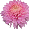 Едроцъфтяща Хризантема Мариел Пинк (Chrysanthemum grandiflorum Marielle Pink)