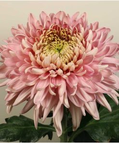 Едроцъфтяща Хризантема Холидей Пинк (Chrysanthemum grandiflorum Holiday Pink)