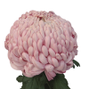 Едроцъфтяща Хризантема Виена Пинк (Chrysanthemum grandiflorum Vienna Pink)