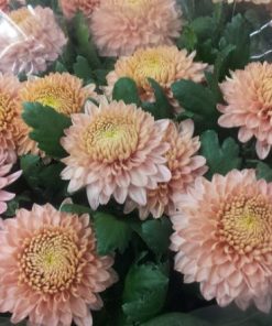 Едроцъфтяща Хризантема Мариел Пинк (Chrysanthemum grandiflorum Marielle Pink)