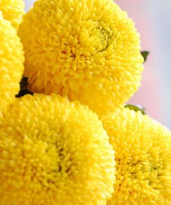 Хризантема Пинг Понг Голдън (Chrysanthemum Ping Pong Golden)