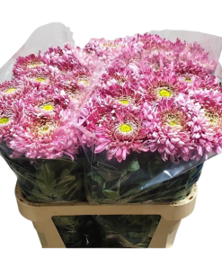 Едроцъфтяща Хризантема Холидей Пинк (Chrysanthemum grandiflorum Holiday Pink)