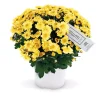 Хризантема Амарена Жълта (Chrysanthemum Amarena Yellow)