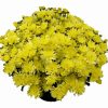 Кълбовидна Хризантема Брансаунд Лимон (Chrysanthemum Bransound Lemon)