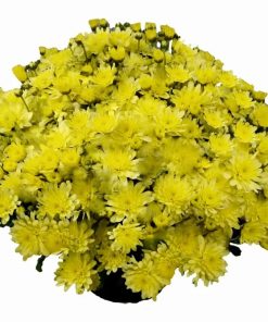 Кълбовидна Хризантема Брансаунд Лимон (Chrysanthemum Bransound Lemon)