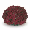 Кълбовидна Хризантема Камина Червена (Chrysanthemum Summer Camina Red)