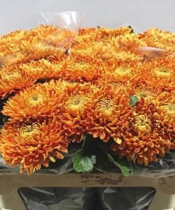 Едроцъфтяща Хризантема Астро (Chrysanthemum grandiflorum Astro)