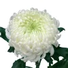 Едроцъфтяща Хризантема Мей Шусмит Уайт (Chrysanthemum grandiflorum May Shoesmith White)