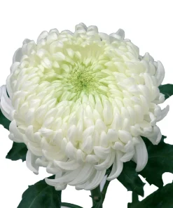 Едроцъфтяща Хризантема Мей Шусмит Уайт (Chrysanthemum grandiflorum May Shoesmith White)