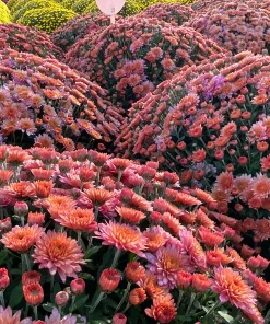 Кълбовидна Хризантема Еси Фламинго Розово (Chrysanthemum Summer Essi Flamingo Pink)