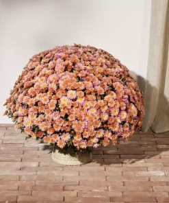 Кълбовидна Хризантема Еси Фламинго Розово (Chrysanthemum Summer Essi Flamingo Pink)