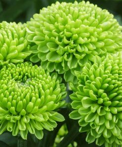 Хризантема Хю (Chrysanthemum Hue)