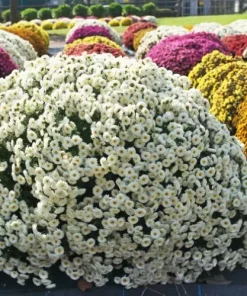 Кълбовидна Хризантема Амико Бял (Chrysanthemum Summer Amiko White )