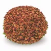 Кълбовидна Хризантема Джасода Тъмно Оранжева (Chrysanthemum Quick Jasoda Dark Orange)