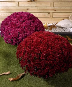 Кълбовидна Хризантема Коори Пърпъл (Chrysanthemum Summer Koori Purple)