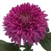 Едроцъфтяща Хризантема Мариел Пърпъл (Chrysanthemum grandiflorum Marielle Purple)