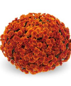 Кълбовидна Хризантема Пелта Мандарин(Chrysanthemum Multiflora sel® Pelta® Mandarin)