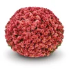 Кълбовидна Хризантема Помах Фламинго (Chrysanthemum Classic Pomax Flamingo)