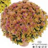 Кълбовидна Хризантема Сънсет Шампейн (Chrysanthemum Multiflora sel® Sunset Champagne)