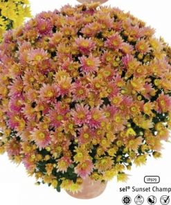 Кълбовидна Хризантема Сънсет Шампейн (Chrysanthemum Multiflora sel® Sunset Champagne)